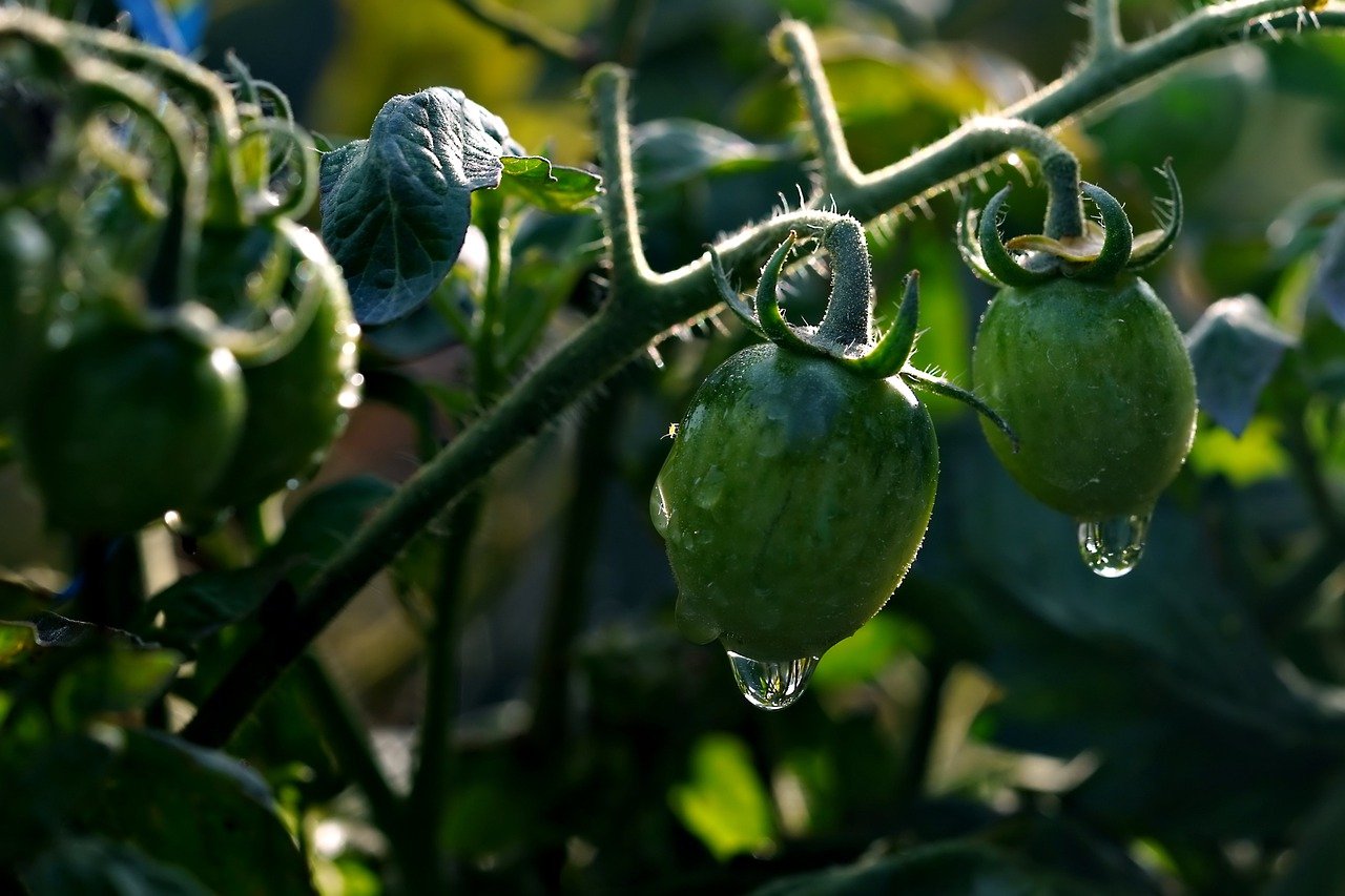 Top 5 Tips for Growing Healthy Tomatoes
